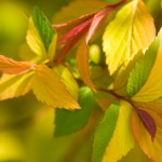 Variegated Spirea- Photo ©Andrea Sirois (1)